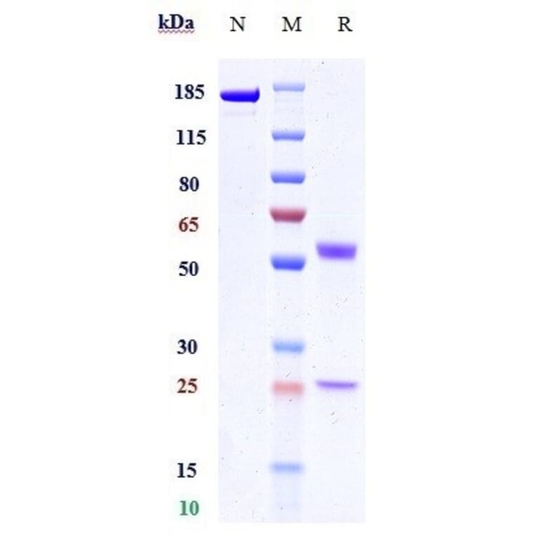 SDS-PAGE - Anti-PVRIG/CD112R Antibody [GSK4381562] - Low endotoxin, Azide free (A324200) - Antibodies.com