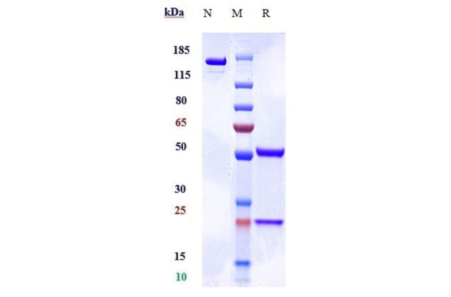 SDS-PAGE - Anti-RAGE Antibody [XT-M4] - Low endotoxin, Azide free (A324201) - Antibodies.com