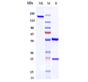 SDS-PAGE - Anti-RAMP3 Antibody [Research Grade Biosimilar] - Low endotoxin, Azide free (A324202) - Antibodies.com