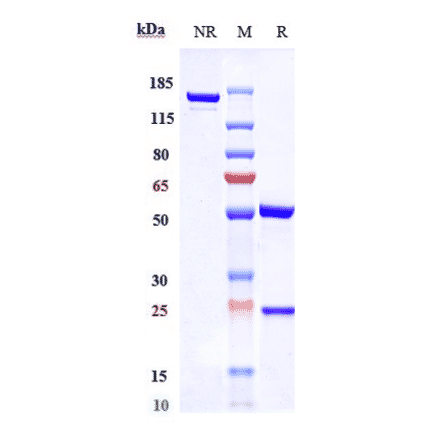 SDS-PAGE - Anti-RAMP3 Antibody [Research Grade Biosimilar] - Low endotoxin, Azide free (A324202) - Antibodies.com