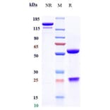 SDS-PAGE - Anti-RANTES Antibody [NI-0701] - Low endotoxin, Azide free (A324203) - Antibodies.com