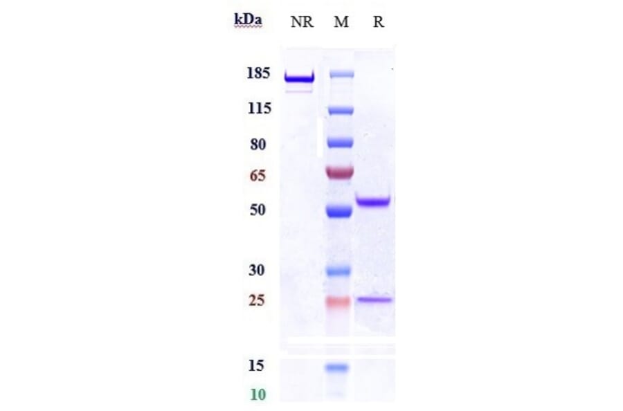 SDS-PAGE - Anti-Ret Antibody [Research Grade Biosimilar] - Low endotoxin, Azide free (A324205) - Antibodies.com