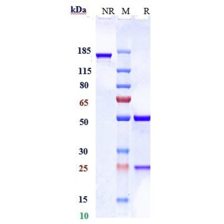 SDS-PAGE - Anti-RhD Antibody [Research Grade Biosimilar] - Low endotoxin, Azide free (A324207) - Antibodies.com
