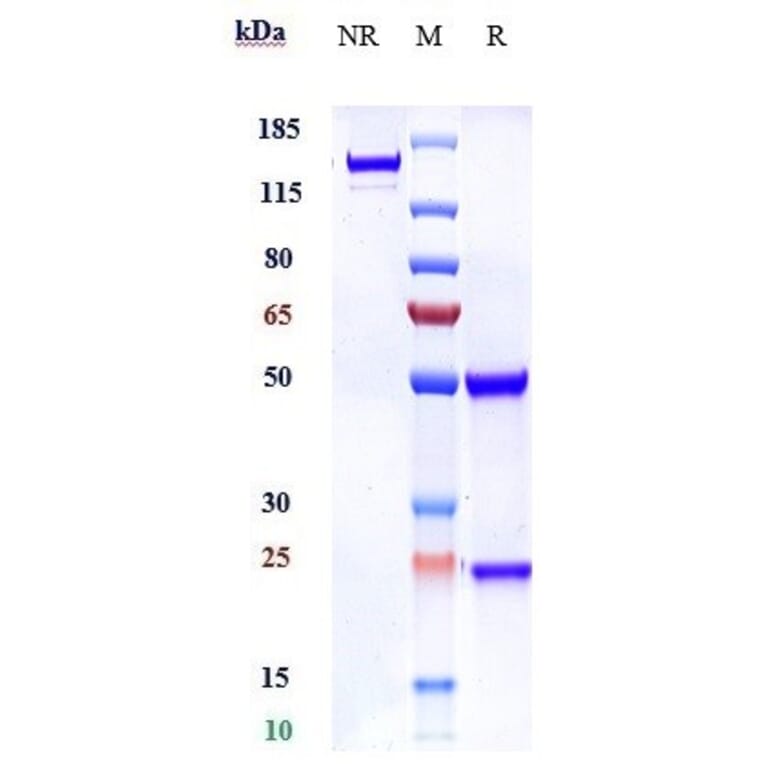 SDS-PAGE - Anti-Robo1 Antibody [Research Grade Biosimilar] - Low endotoxin, Azide free (A324208) - Antibodies.com