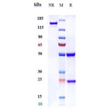SDS-PAGE - Anti-Robo1 Antibody [Research Grade Biosimilar] - Low endotoxin, Azide free (A324208) - Antibodies.com