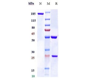 SDS-PAGE - Anti-RSPO1 Antibody [Research Grade Biosimilar] - Low endotoxin, Azide free (A324211) - Antibodies.com