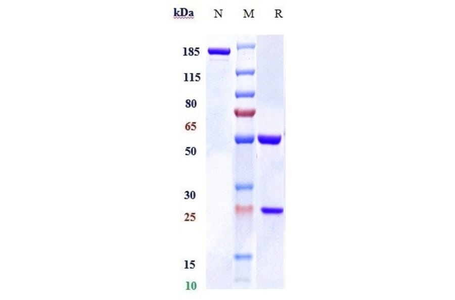 SDS-PAGE - Anti-RSPO1 Antibody [Research Grade Biosimilar] - Low endotoxin, Azide free (A324211) - Antibodies.com