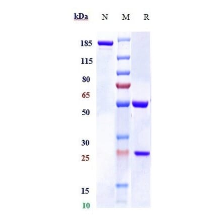 SDS-PAGE - Anti-RSPO1 Antibody [Research Grade Biosimilar] - Low endotoxin, Azide free (A324211) - Antibodies.com