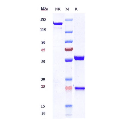 SDS-PAGE - Anti-SCN11A Antibody [Research Grade Biosimilar] - Low endotoxin, Azide free (A324233) - Antibodies.com