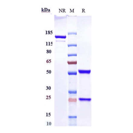 SDS-PAGE - Anti-SGPP1 Antibody [Research Grade Biosimilar] - Low endotoxin, Azide free (A324236) - Antibodies.com