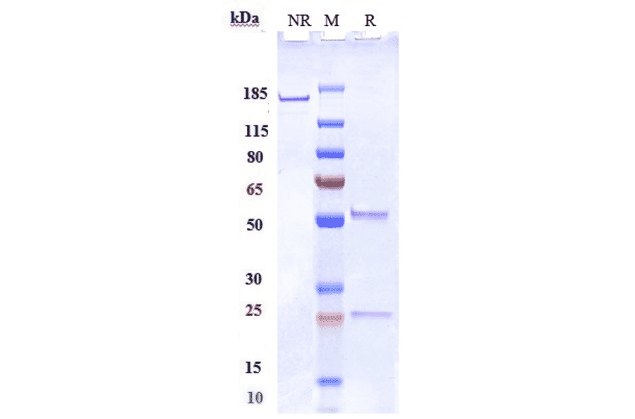 SDS-PAGE - Anti-SIGLEC15 Antibody [Research Grade Biosimilar] - Low endotoxin, Azide free (A324237) - Antibodies.com