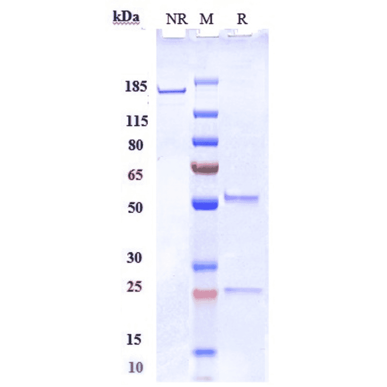 SDS-PAGE - Anti-SIGLEC15 Antibody [Research Grade Biosimilar] - Low endotoxin, Azide free (A324237) - Antibodies.com