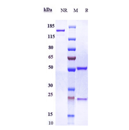 SDS-PAGE - Anti-SIGLEC15 Antibody [AB-25E9] - Low endotoxin, Azide free (A324239) - Antibodies.com