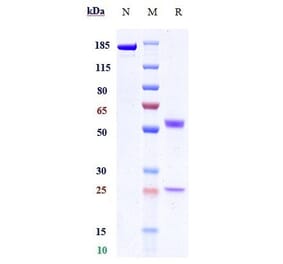 SDS-PAGE - Anti-SIRP alpha Antibody [Research Grade Biosimilar] - Low endotoxin, Azide free (A324240) - Antibodies.com