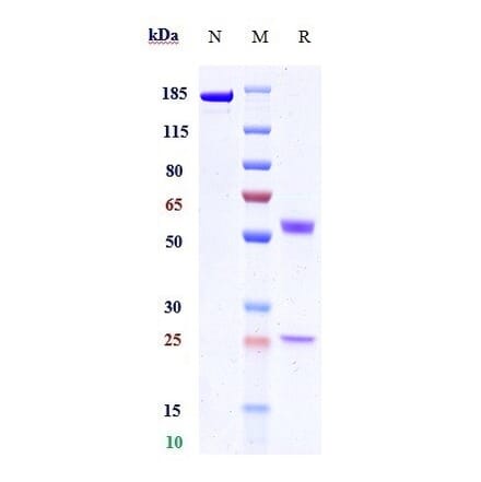 SDS-PAGE - Anti-SIRP alpha Antibody [Research Grade Biosimilar] - Low endotoxin, Azide free (A324240) - Antibodies.com