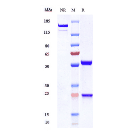SDS-PAGE - Anti-SIRP alpha Antibody [BI 765063] - Low endotoxin, Azide free (A324241) - Antibodies.com