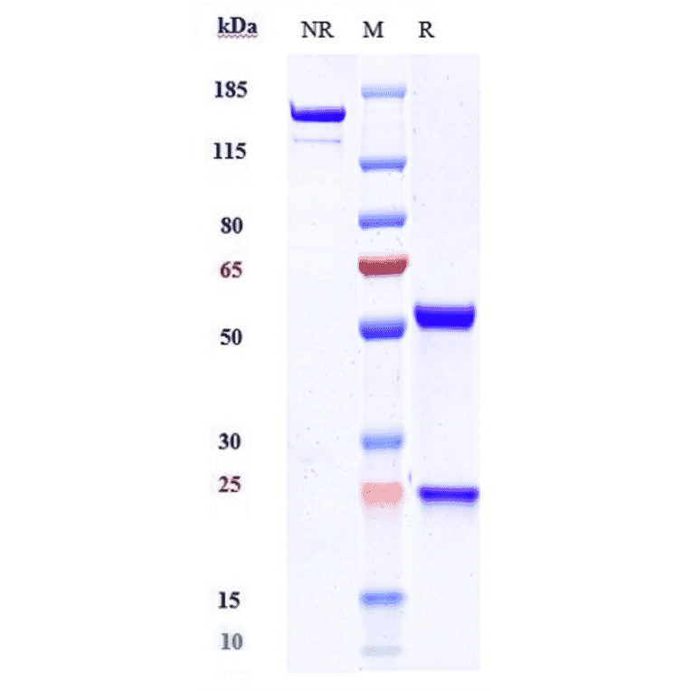 SDS-PAGE - Anti-SIRP alpha Antibody [BI 765063] - Low endotoxin, Azide free (A324241) - Antibodies.com