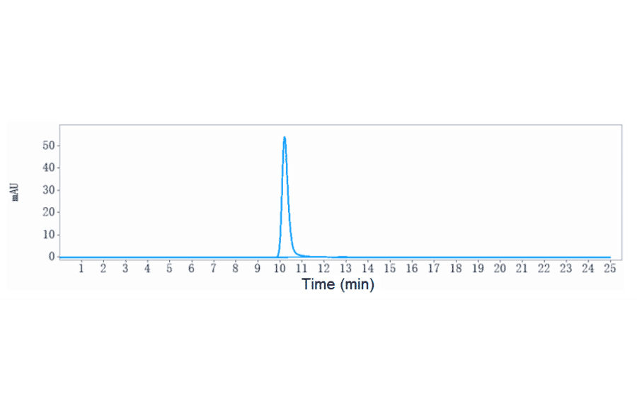 SEC-HPLC - Anti-SIRP alpha Antibody [BI 765063] - Low endotoxin, Azide free (A324241) - Antibodies.com