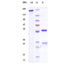 SDS-PAGE - Anti-SLAMF6 Antibody [SGN-CD352A] - Low endotoxin, Azide free (A324242) - Antibodies.com
