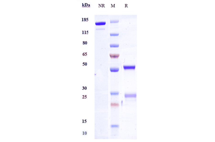 SDS-PAGE - Anti-SLAMF6 Antibody [SGN-CD352A] - Low endotoxin, Azide free (A324242) - Antibodies.com