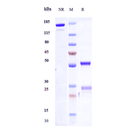 SDS-PAGE - Anti-SLAMF6 Antibody [SGN-CD352A] - Low endotoxin, Azide free (A324242) - Antibodies.com