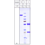 SDS-PAGE - Anti-SLC39A6/ZIP-6 Antibody [Research Grade Biosimilar] - Low endotoxin, Azide free (A324244) - Antibodies.com