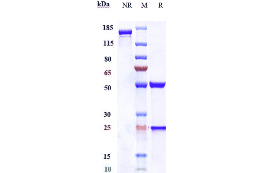 SDS-PAGE - Anti-SLC40A1 Antibody [Research Grade Biosimilar] - Low endotoxin, Azide free (A324245) - Antibodies.com