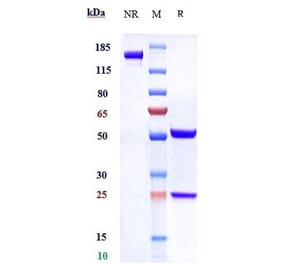 SDS-PAGE - Anti-SLC44A4 Antibody [ASG-5ME] - Low endotoxin, Azide free (A324247) - Antibodies.com