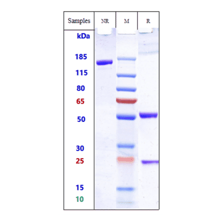 SDS-PAGE - Anti-TCR Antibody [TOL101] - Low endotoxin, Azide free (A324251) - Antibodies.com