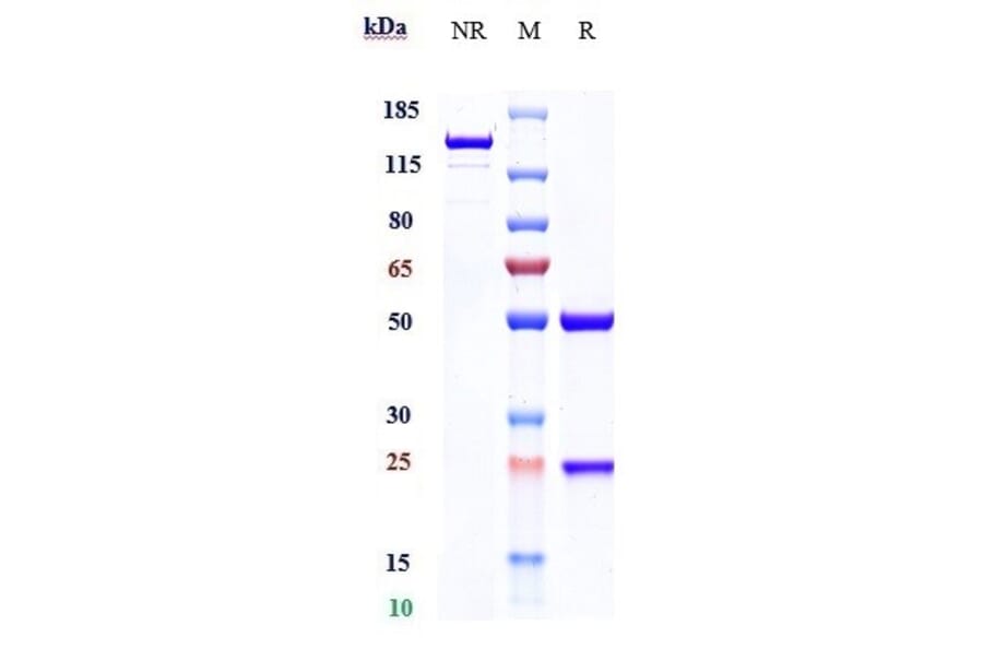 SDS-PAGE - Anti-TGF beta 1 Antibody [Research Grade Biosimilar] - Low endotoxin, Azide free (A324253) - Antibodies.com