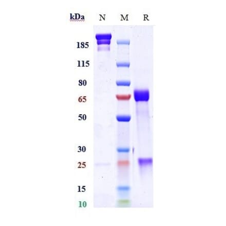 SDS-PAGE - Anti-TGF beta 1 Antibody [M7824] - Low endotoxin, Azide free (A324254) - Antibodies.com