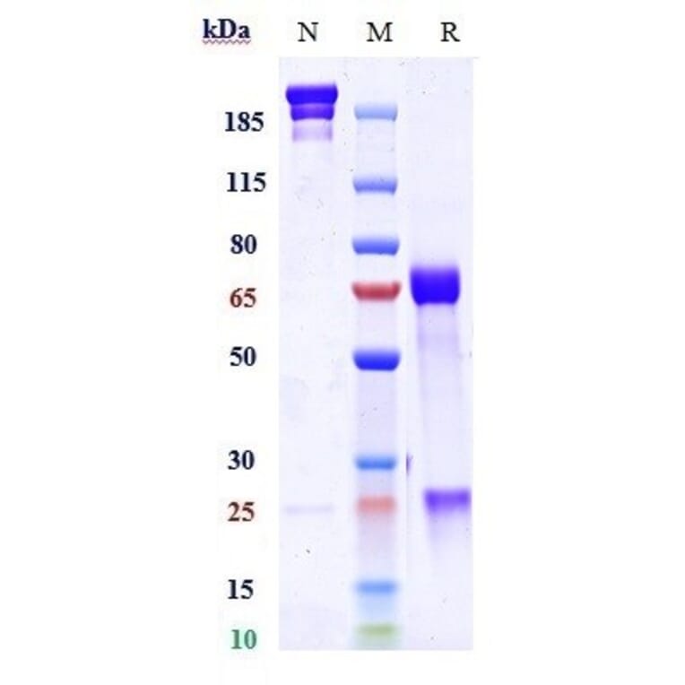 SDS-PAGE - Anti-TGF beta 1 Antibody [M7824] - Low endotoxin, Azide free (A324254) - Antibodies.com