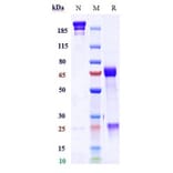 SDS-PAGE - Anti-TGF beta 1 Antibody [M7824] - Low endotoxin, Azide free (A324254) - Antibodies.com