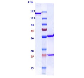 SDS-PAGE - Anti-TGF beta 1 Antibody [NIS793] - Low endotoxin, Azide free (A324255) - Antibodies.com