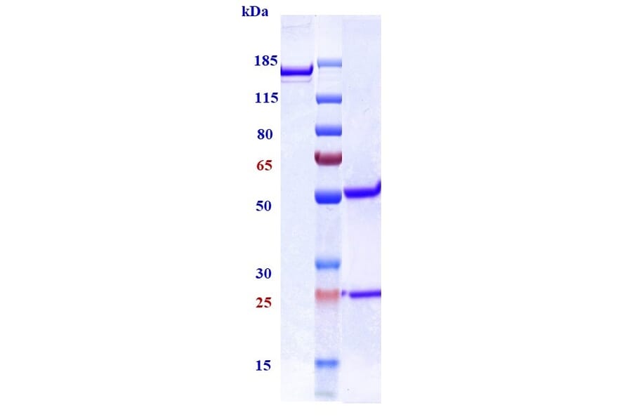 SDS-PAGE - Anti-TGF beta 1 Antibody [NIS793] - Low endotoxin, Azide free (A324255) - Antibodies.com