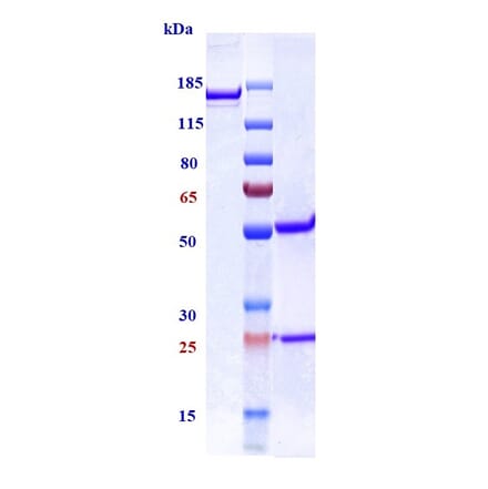 SDS-PAGE - Anti-TGF beta 1 Antibody [NIS793] - Low endotoxin, Azide free (A324255) - Antibodies.com