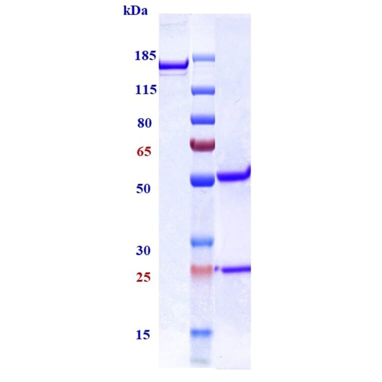 SDS-PAGE - Anti-TGF beta 1 Antibody [NIS793] - Low endotoxin, Azide free (A324255) - Antibodies.com