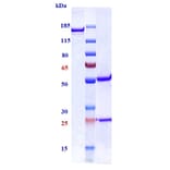 SDS-PAGE - Anti-TGF beta 1 Antibody [NIS793] - Low endotoxin, Azide free (A324255) - Antibodies.com