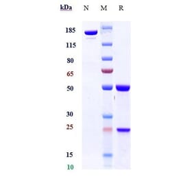 SDS-PAGE - Anti-TGF beta 1 Antibody [SRK181] - Low endotoxin, Azide free (A324256) - Antibodies.com
