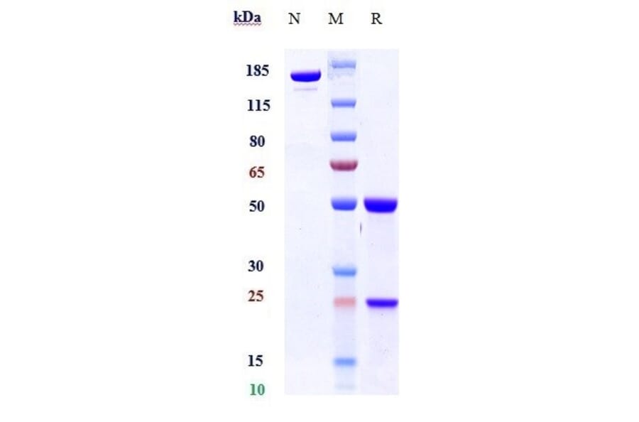 SDS-PAGE - Anti-TGF beta 1 Antibody [SRK181] - Low endotoxin, Azide free (A324256) - Antibodies.com