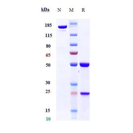SDS-PAGE - Anti-TGF beta 1 Antibody [SRK181] - Low endotoxin, Azide free (A324256) - Antibodies.com