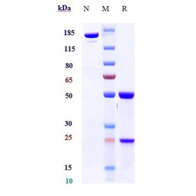 SDS-PAGE - Anti-TGF beta 1 Antibody [SRK181] - Low endotoxin, Azide free (A324256) - Antibodies.com