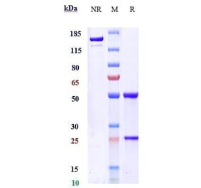 SDS-PAGE - Anti-TGF beta 3 Antibody [Research Grade Biosimilar] - Low endotoxin, Azide free (A324257) - Antibodies.com