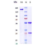 SDS-PAGE - Anti-TGF beta 3 Antibody [Research Grade Biosimilar] - Low endotoxin, Azide free (A324257) - Antibodies.com