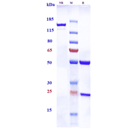 SDS-PAGE - Anti-TGF beta Receptor II Antibody [LY3022859] - Low endotoxin, Azide free (A324258) - Antibodies.com
