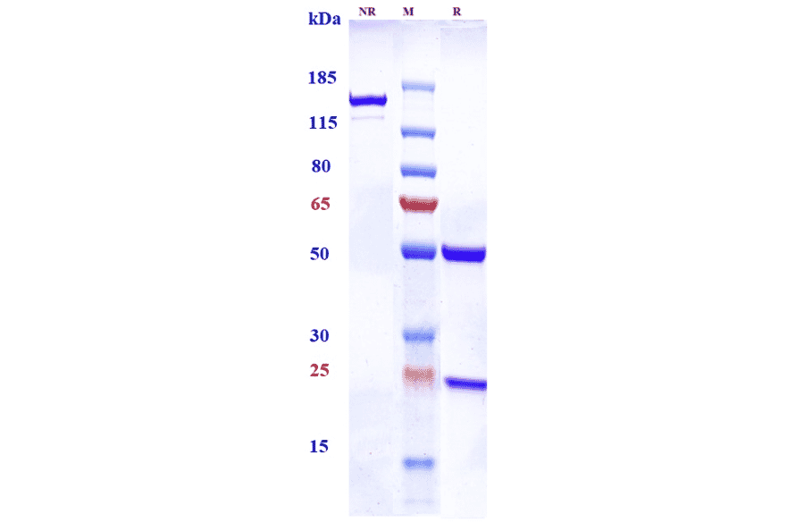 SDS-PAGE - Anti-TGF beta Receptor II Antibody [LY3022859] - Low endotoxin, Azide free (A324258) - Antibodies.com