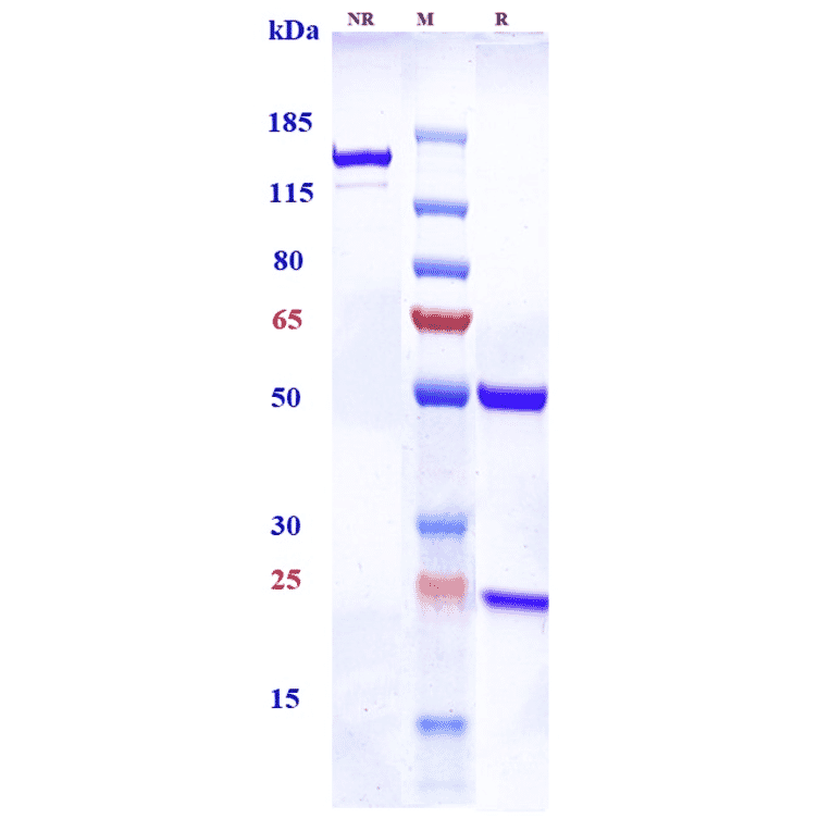 SDS-PAGE - Anti-TGF beta Receptor II Antibody [LY3022859] - Low endotoxin, Azide free (A324258) - Antibodies.com