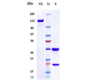 SDS-PAGE - Anti-Tissue Factor Antibody [Research Grade Biosimilar] - Low endotoxin, Azide free (A324260) - Antibodies.com