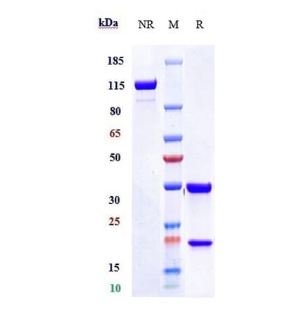 SDS-PAGE - Anti-Tissue Factor Antibody [Research Grade Biosimilar] - Low endotoxin, Azide free (A324260) - Antibodies.com