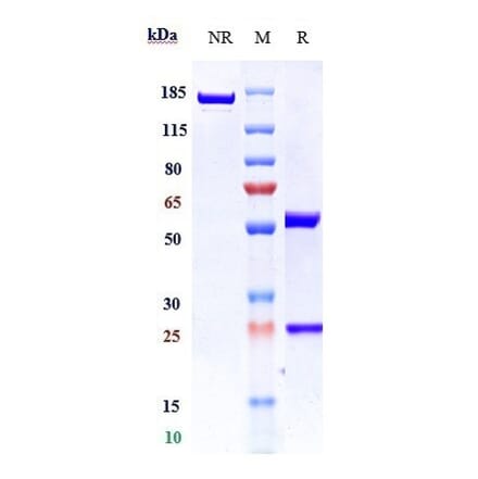 SDS-PAGE - Anti-TLR3 Antibody [CNTO5429] - Low endotoxin, Azide free (A324262) - Antibodies.com
